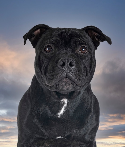 Staffordshire Bullterrier vor Sturmhintergrund