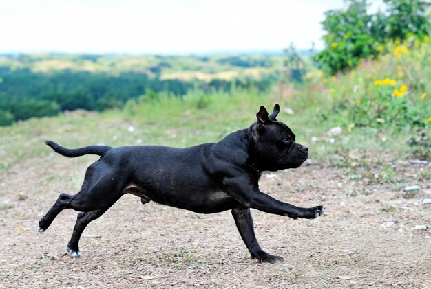 Staffordshire-Bullterrier