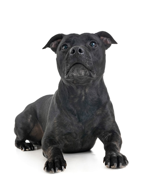 Staffordshire-Bullterrier