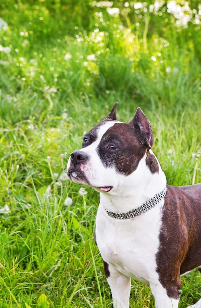 Staffordshire-Terrier auf einer Wiese