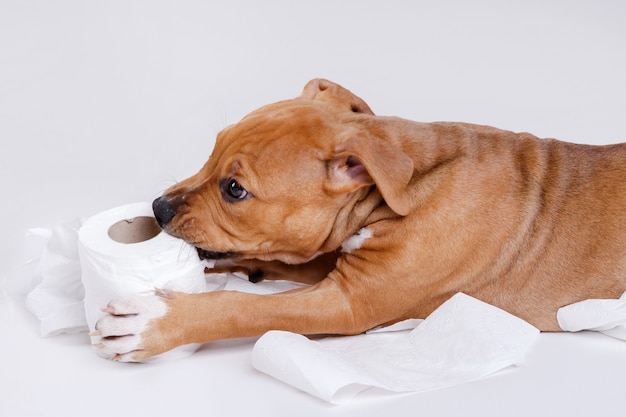 Staffordshire terrier cachorro y rollo de papel higiénico