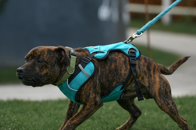 Staffordshire terrier caminha no parque com coleira e coleira