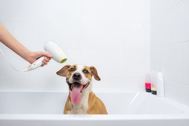 Staffordshire Terrier obediente entrenado se sienta en una bañera blanca