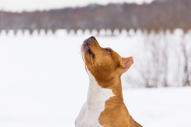 Staffordshire Terrier. Perro bedigree marrón sentado en la nieve