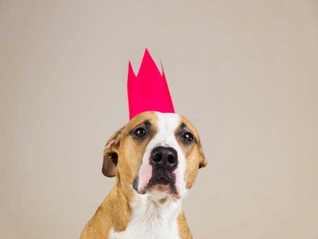 Foto staffordshire terrier sério e engraçado com coroa de papel posando