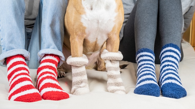 Staffordshire-Terrier und zwei Leute, die auf dem Bett sitzen und ähnliche gestreifte Socken tragen. Haustierbesitzer und Hund in den bunten Socken, die an im Schlafzimmer, Konzept eines Hundes als Familienmitglied sitzen.