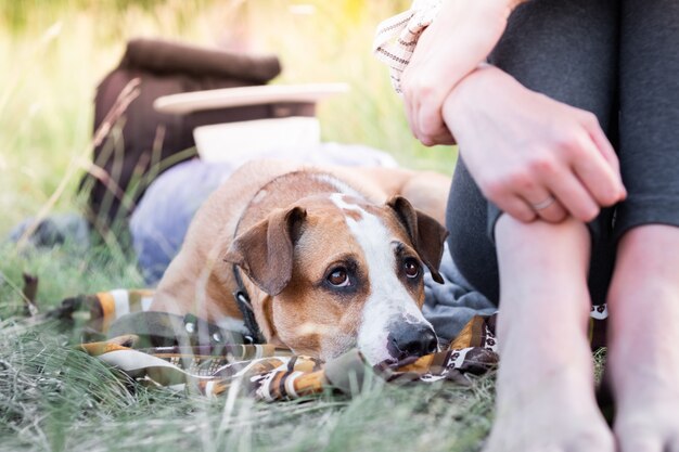 Staffordshire Terrier Welpe legt sich in der Nähe einer Frau und schaut auf