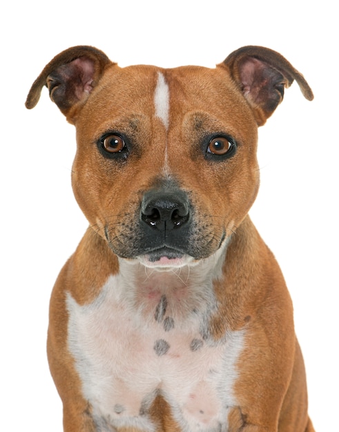 Foto stafforshire bull terrier