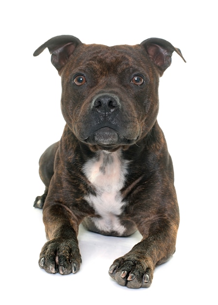 Stafforshire bull terrier