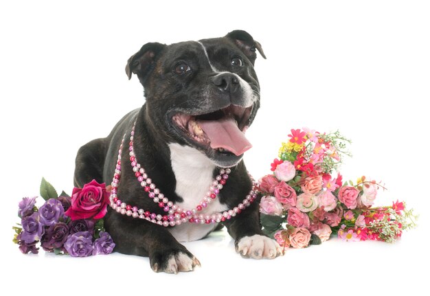 Foto stafforshire bull terrier