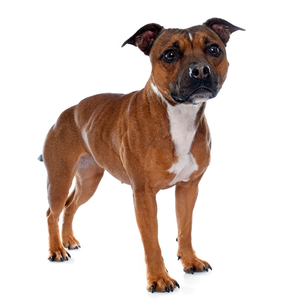 Stafforshire Bullterrier