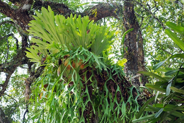 Staghorn helecho en el árbol