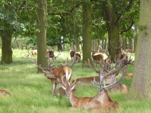 Stags en el campo de hierba en el bosque