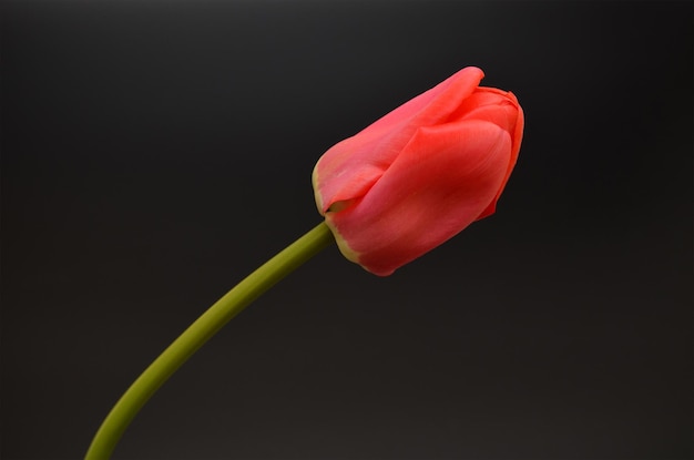 Stamm der roten Tulpe auf einem dunklen Hintergrund
