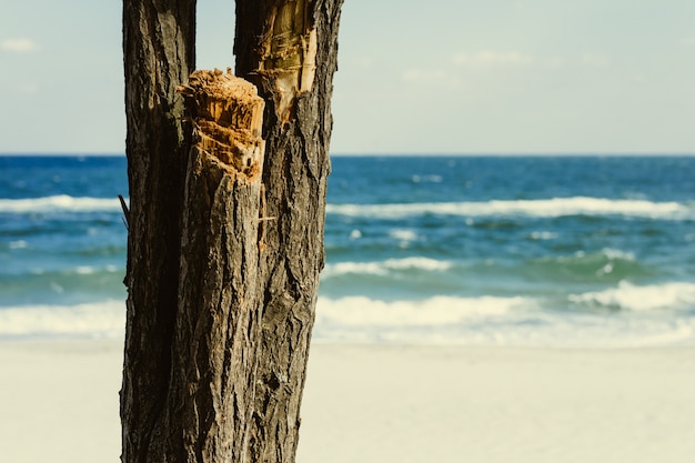 Stamm des Baums auf einem Hintergrund von blauem Meer