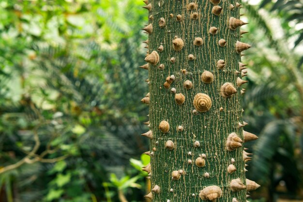 Stamm des Seidenflossenbaums Ceiba speciosa, der auf einem natürlichen, verschwommenen Hintergrund mit Dornen bedeckt ist