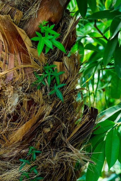 Stamm einer Palme