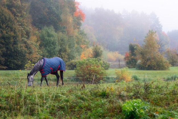 Stammbaumpferd mit Mantel, der Gras draußen im Nebel isst.