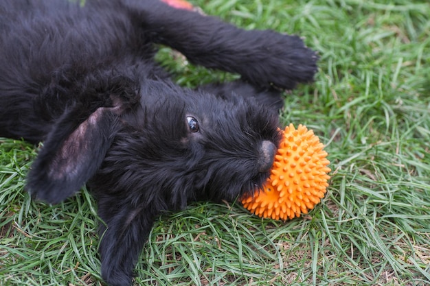 Foto standard-schnauzer-welpen-kind