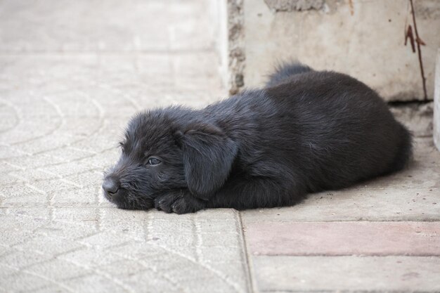 Standard-Schnauzer-Welpen