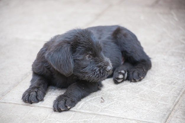 Standard-Schnauzer-Welpen