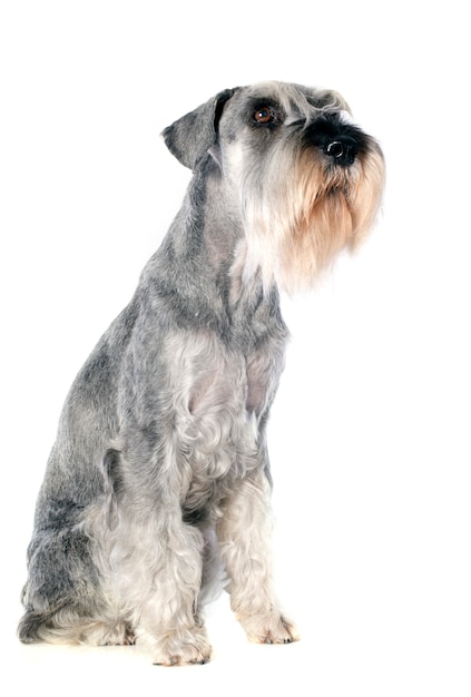 Standard Schnauzer