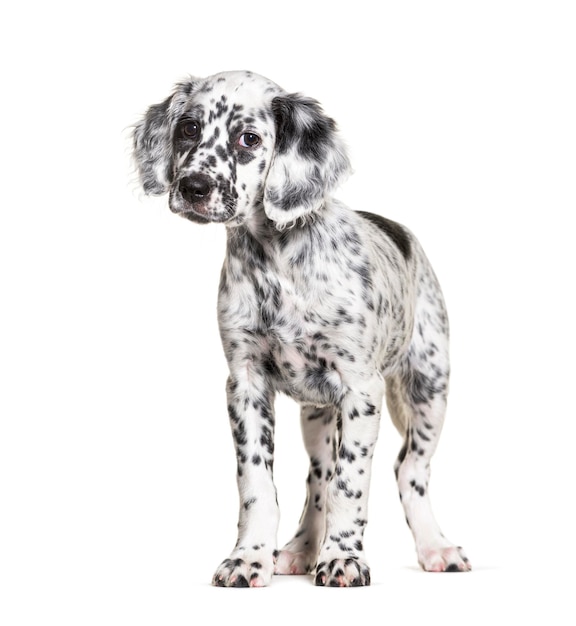 Foto standing puppy inglés setter perro manchado en blanco y negro de dos meses de edad aislado