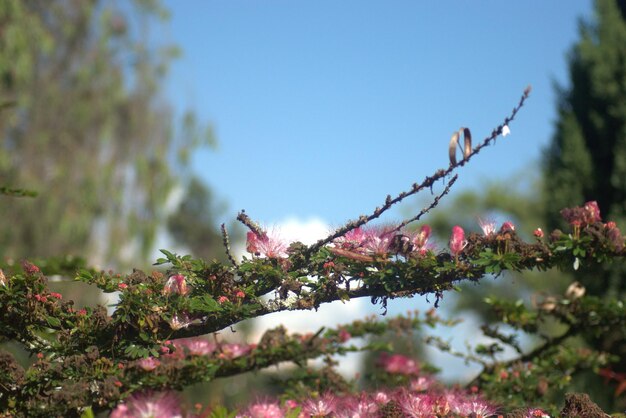 Stanley da ameixa em flor