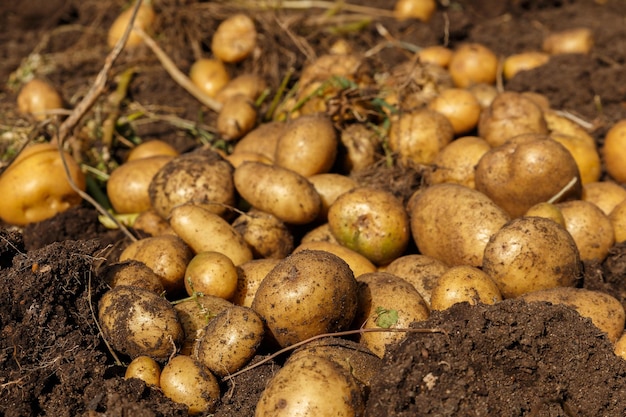 Stapel neu geernteter Kartoffeln auf dem Feld, das Kartoffelwurzeln aus dem Boden im hausgemachten Garten erntet