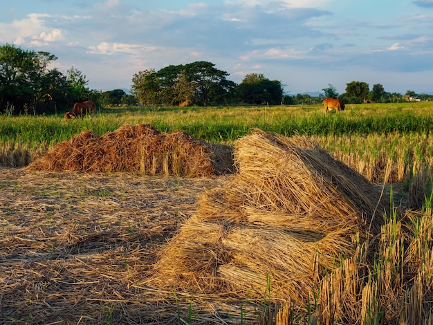 Stapel Reisstroh auf einem Feld mit Kühen und Himmel am Abend