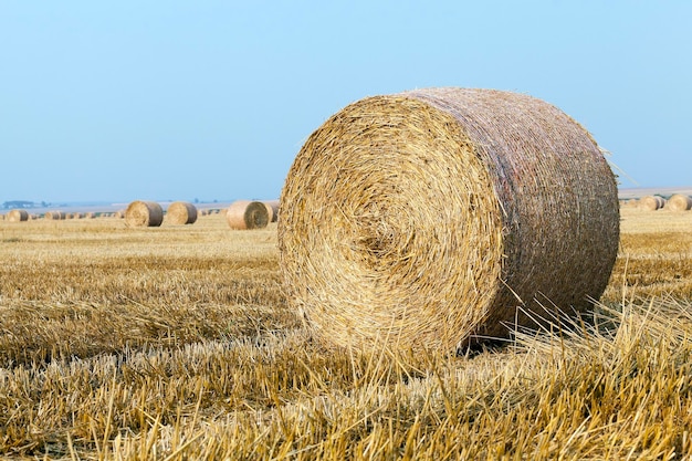 Stapel Stroh auf dem Feld