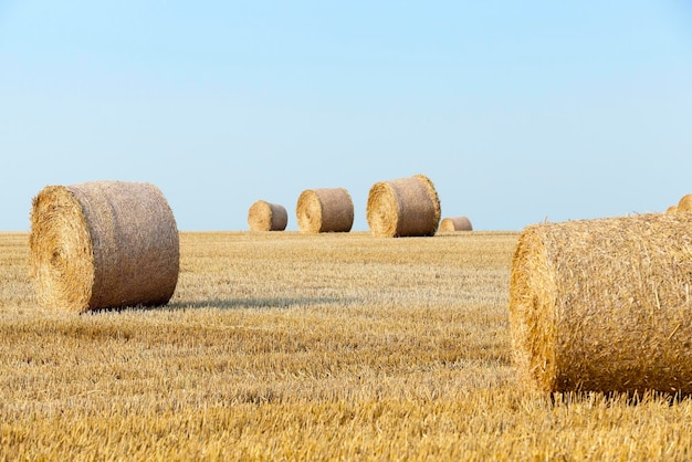 Stapel Stroh auf dem Feld