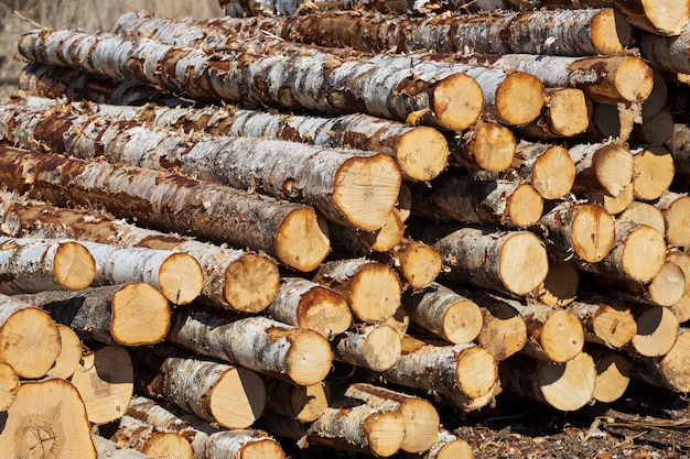 Stapel von Baumstämmen liegen im Freien. Holzlager. Foto in hoher Qualität