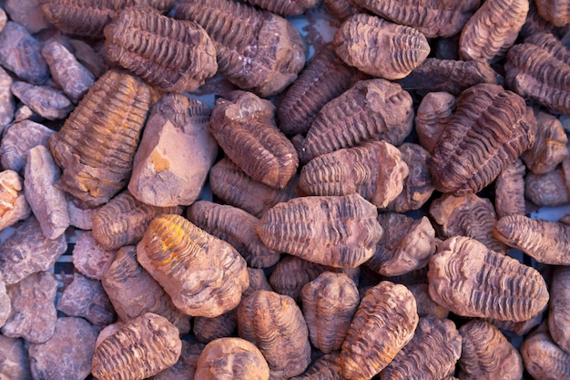 Stapel von Fossilien zum Verkauf in einem marokkanischen Souk