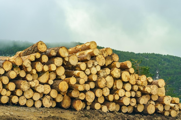 Stapel von großen geschnittenen Baumstämmen neben dem Berg großer Bäume.