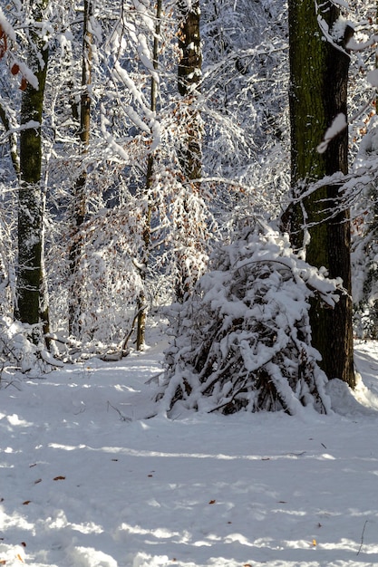 Foto stapel von mit schnee bedeckten baumzweigen in einem winterwald