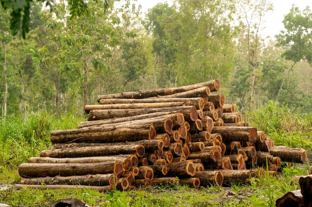 Stapel von Teakholz im Wald in Gunung Kidul Indonesien