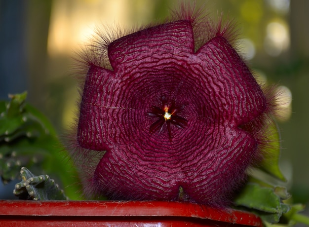 Foto stapelia gettleffii