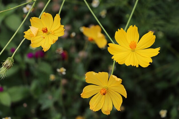 Starburst flores amarillas en la pradera