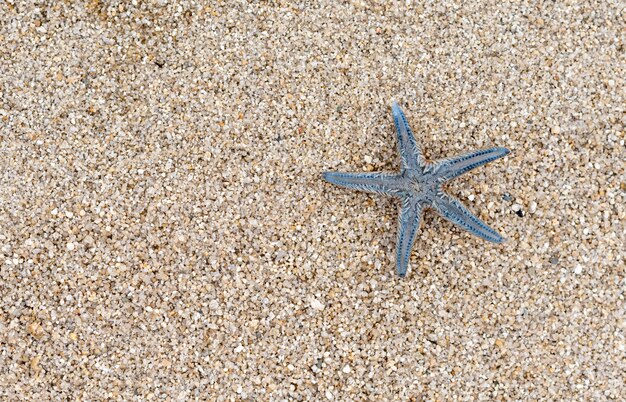 Foto starfish auf dem sand, draufsicht