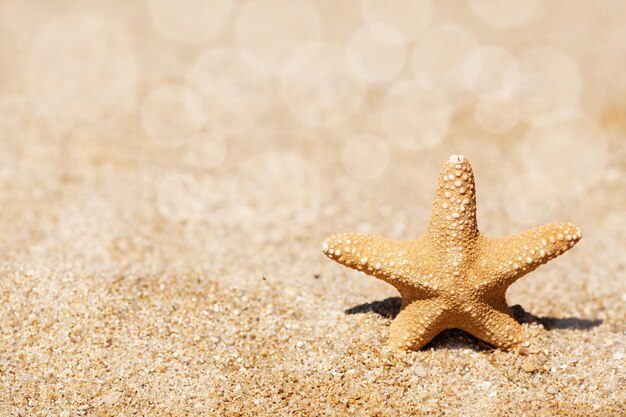 Starfish auf Sand