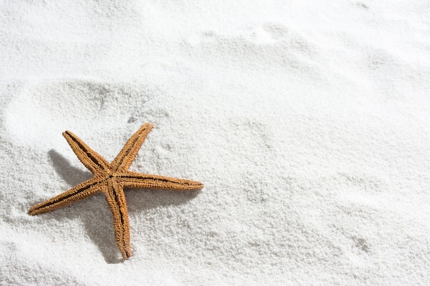 Starfish auf weißem Sand, für Sommerhintergrund mit Exemplarplatz