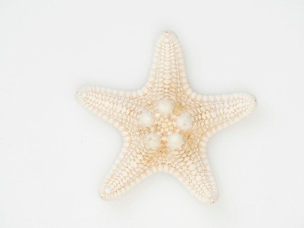 Starfish lokalisiert auf weißem Hintergrund mit Konturen