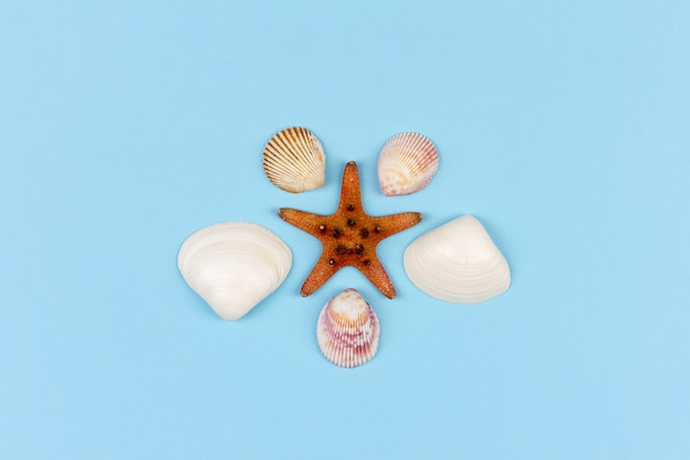 Starfish und Muscheln auf blauer, Draufsichtebenenlage