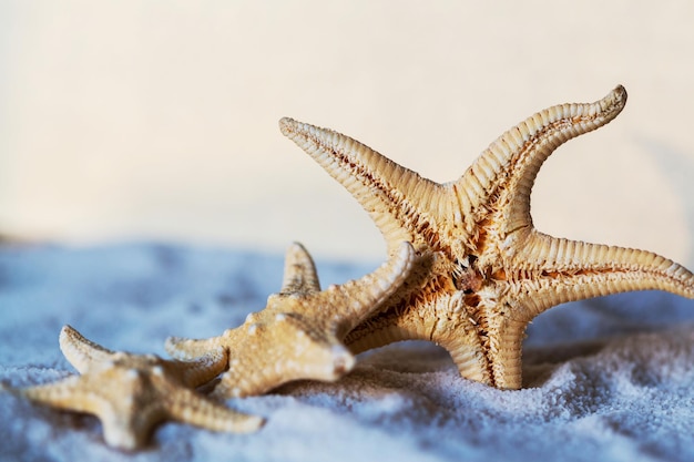 starfish