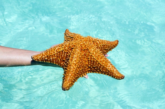 Starfish