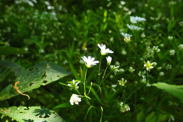 Starflower Stellaria é um gênero de plantas com flores da família Cravo Planta de piolho de madeira Flores brancas na floresta Fruska Gora Sérvia bela selvagem