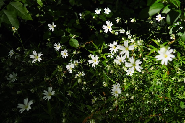 Starflower stellaria é um gênero de plantas com flores na família dos cravos, piolhos de madeira, branco f