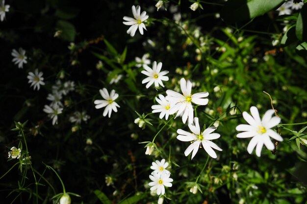 Starflower Stellaria es un género de plantas con flores en la familia de los claveles Planta de piojos de madera Flores blancas en el bosque Fruska Gora Serbia hermosa salvaje