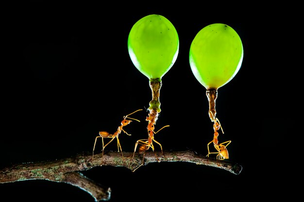 Starke Ameisen, Makrofotografie der roten Ameisen